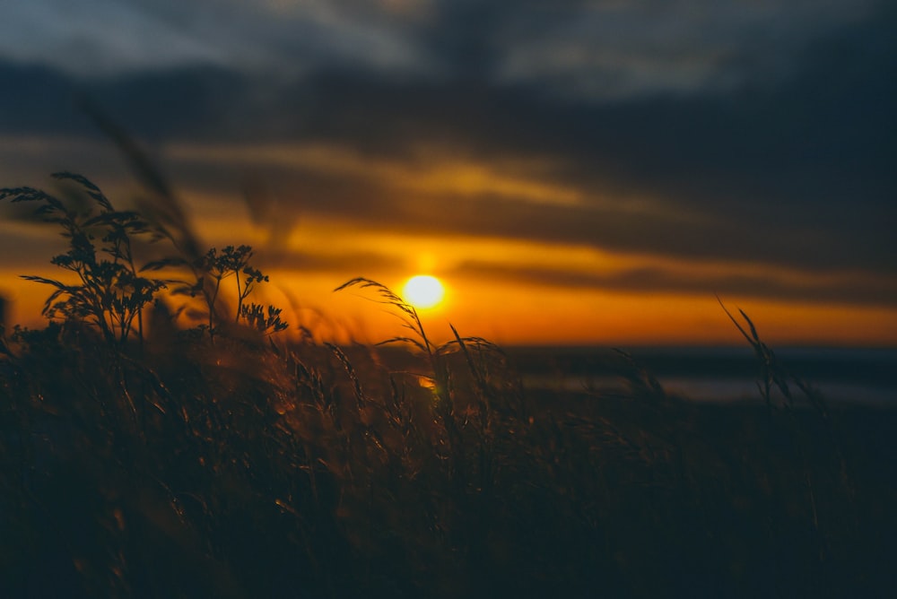 silhouette of grass during sunset