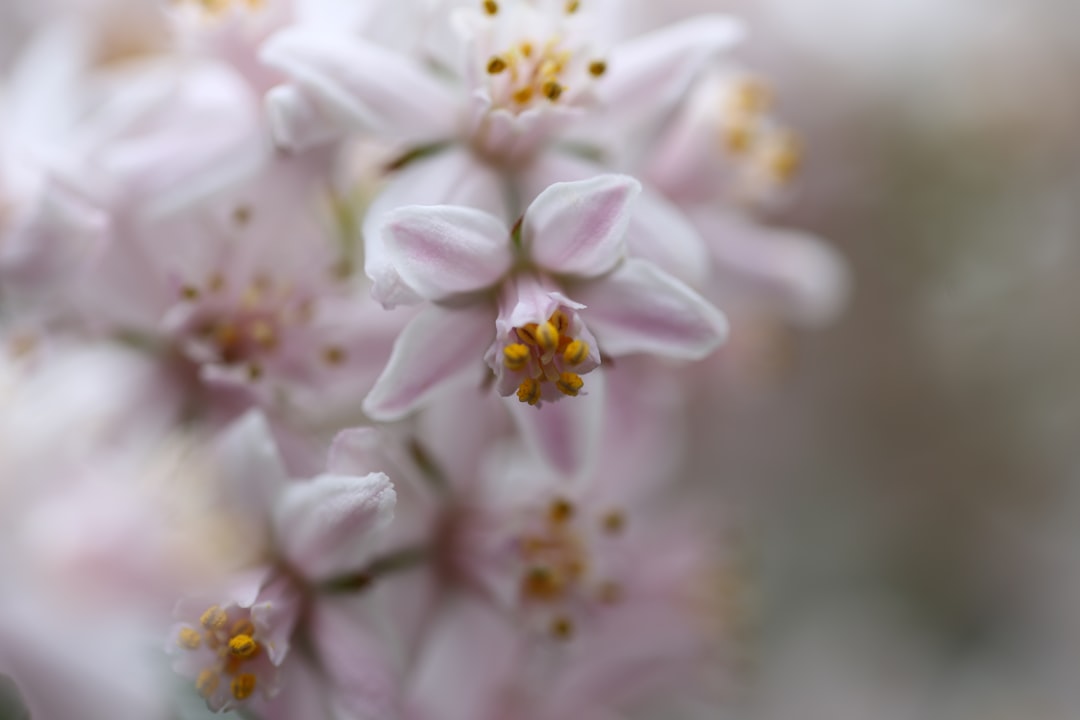 white and purple flower in macro shot