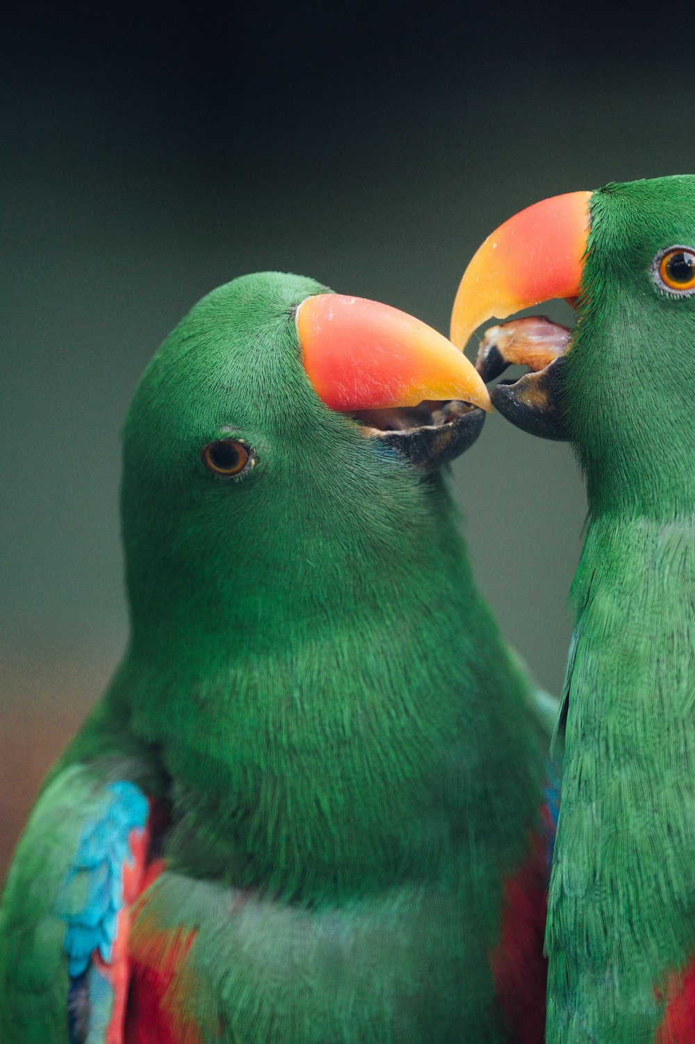 green yellow and orange bird