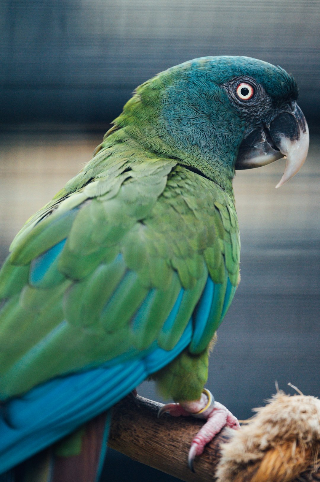 green and blue parrot in cage