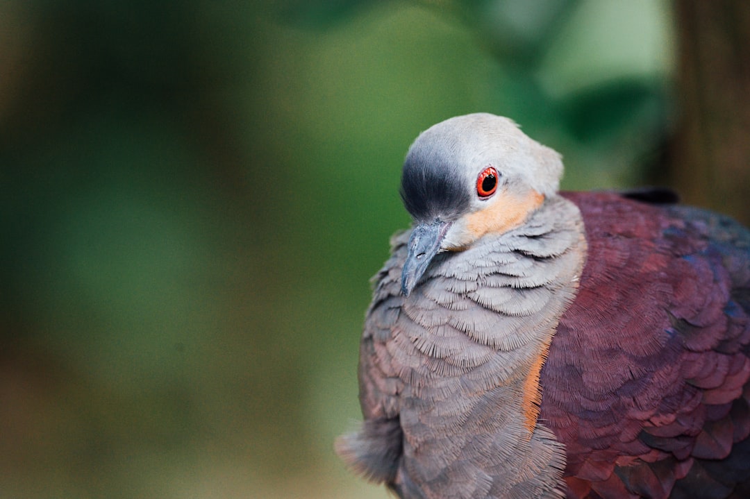 gray and brown bird in close up photography