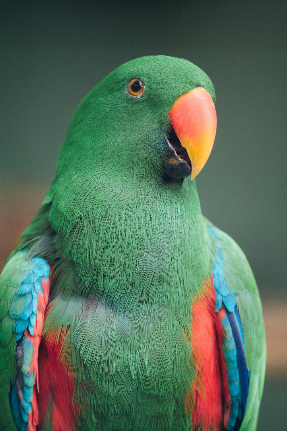 green yellow and blue bird