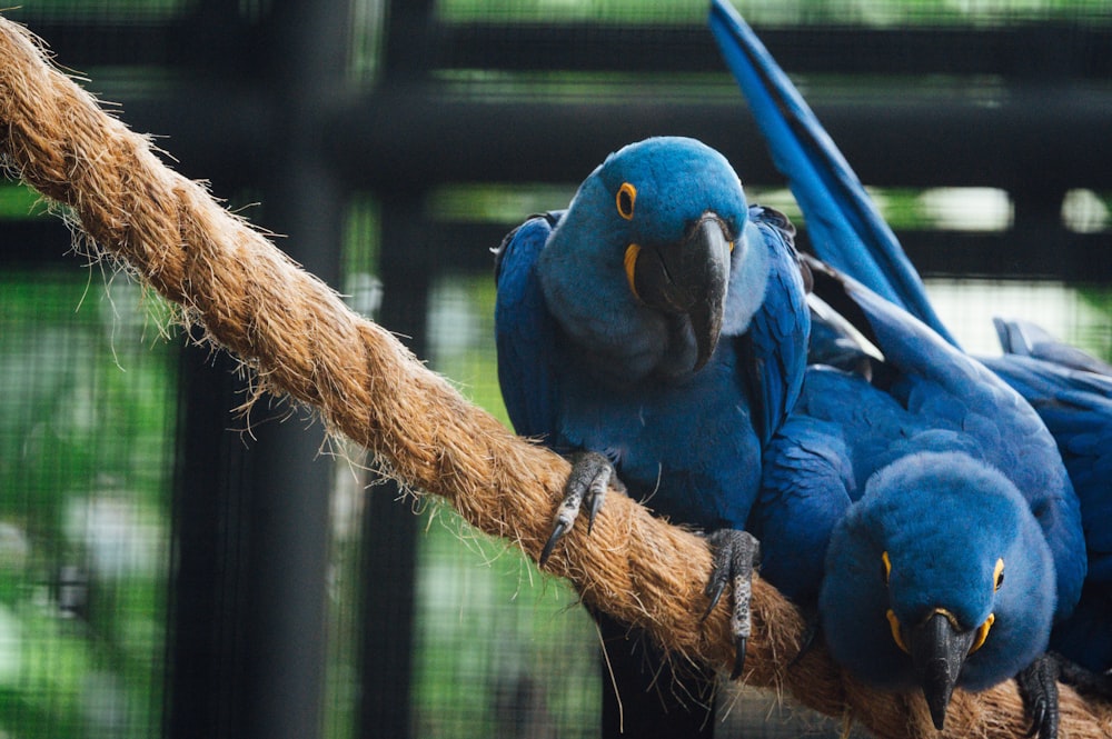 blue and yellow macaw on brown wooden stick