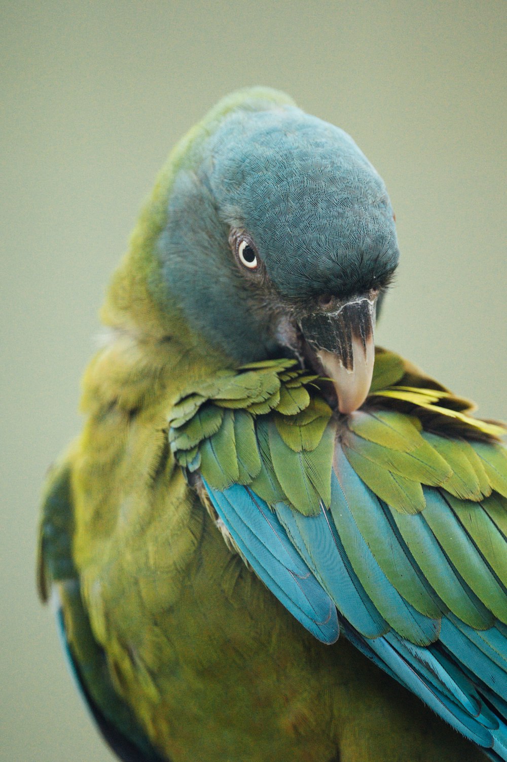 blue green and yellow bird