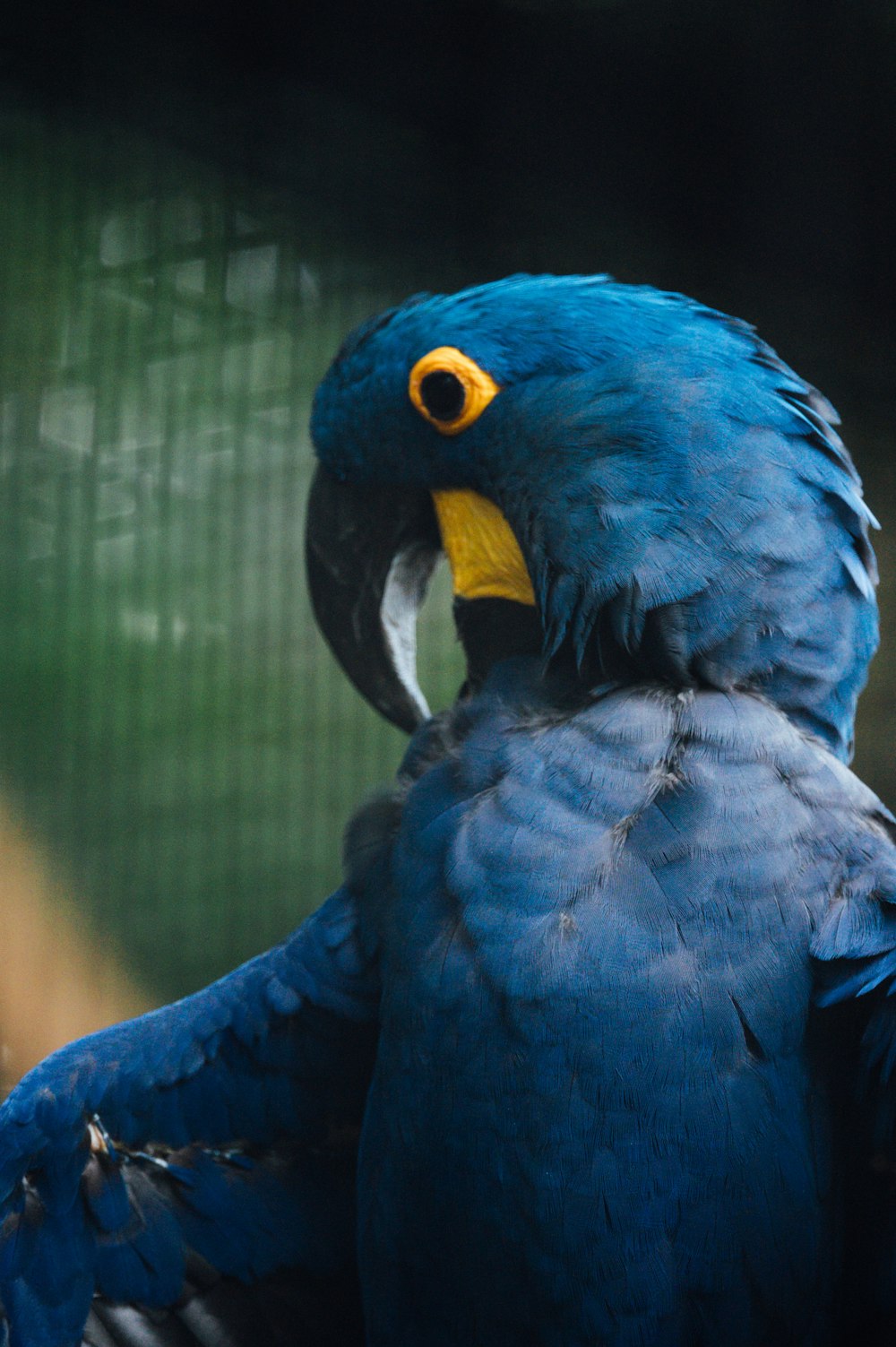 blue and yellow macaw bird