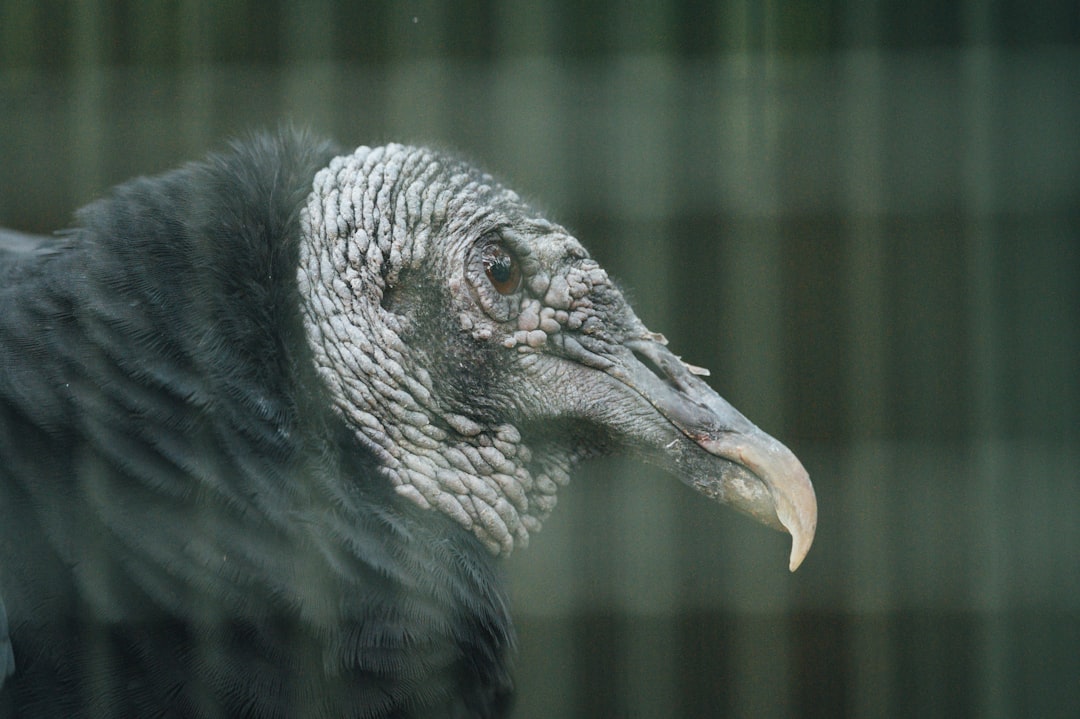 black and white feathered bird