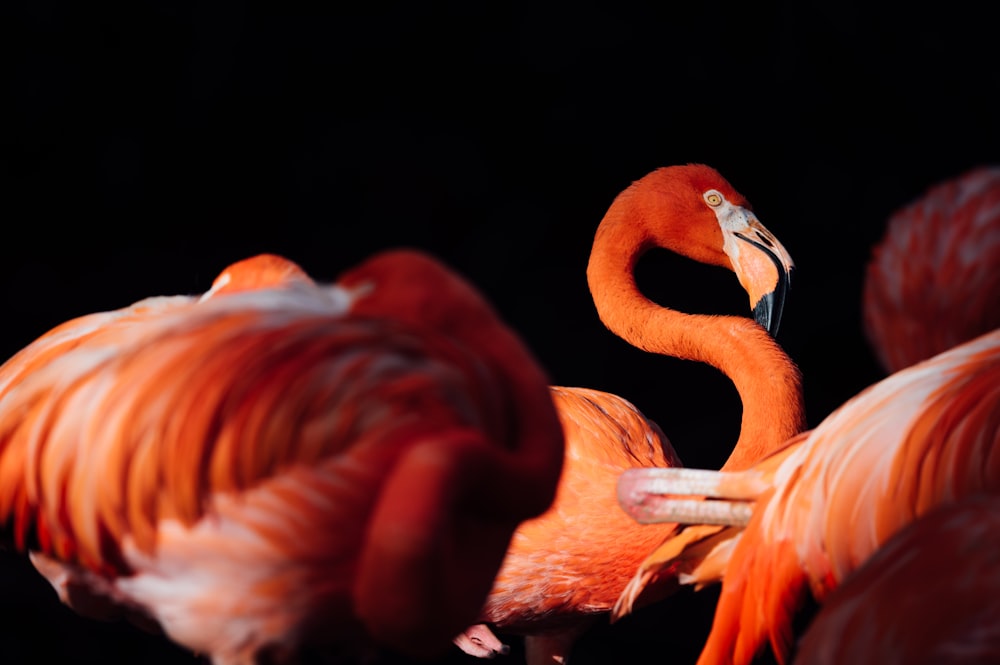pink flamingo with black background
