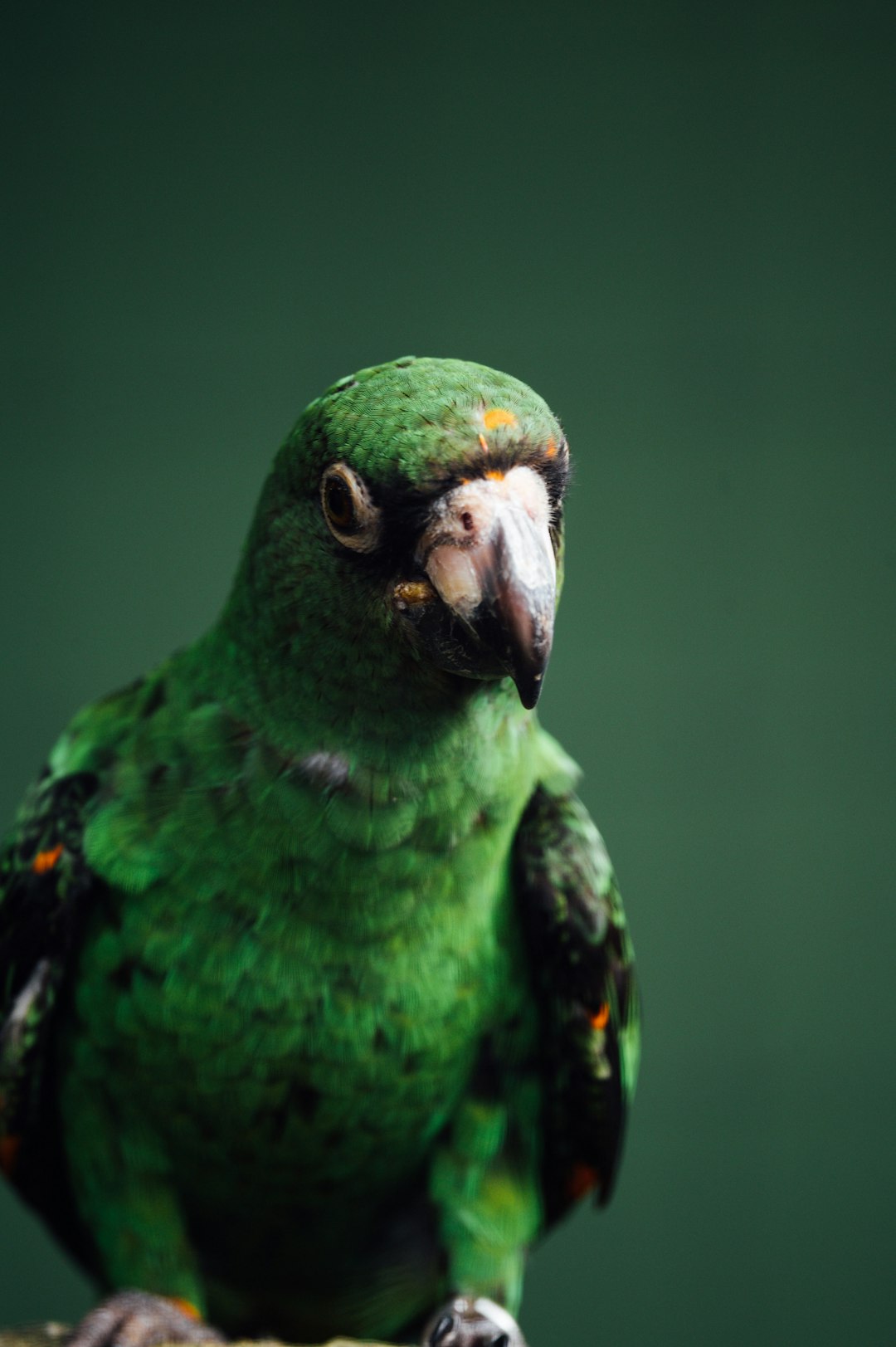 green bird in close up photography