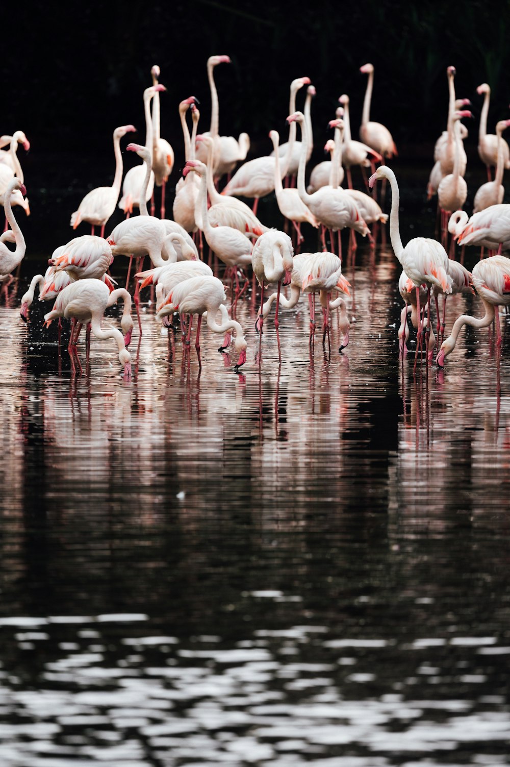bando de flamingos na água durante o dia