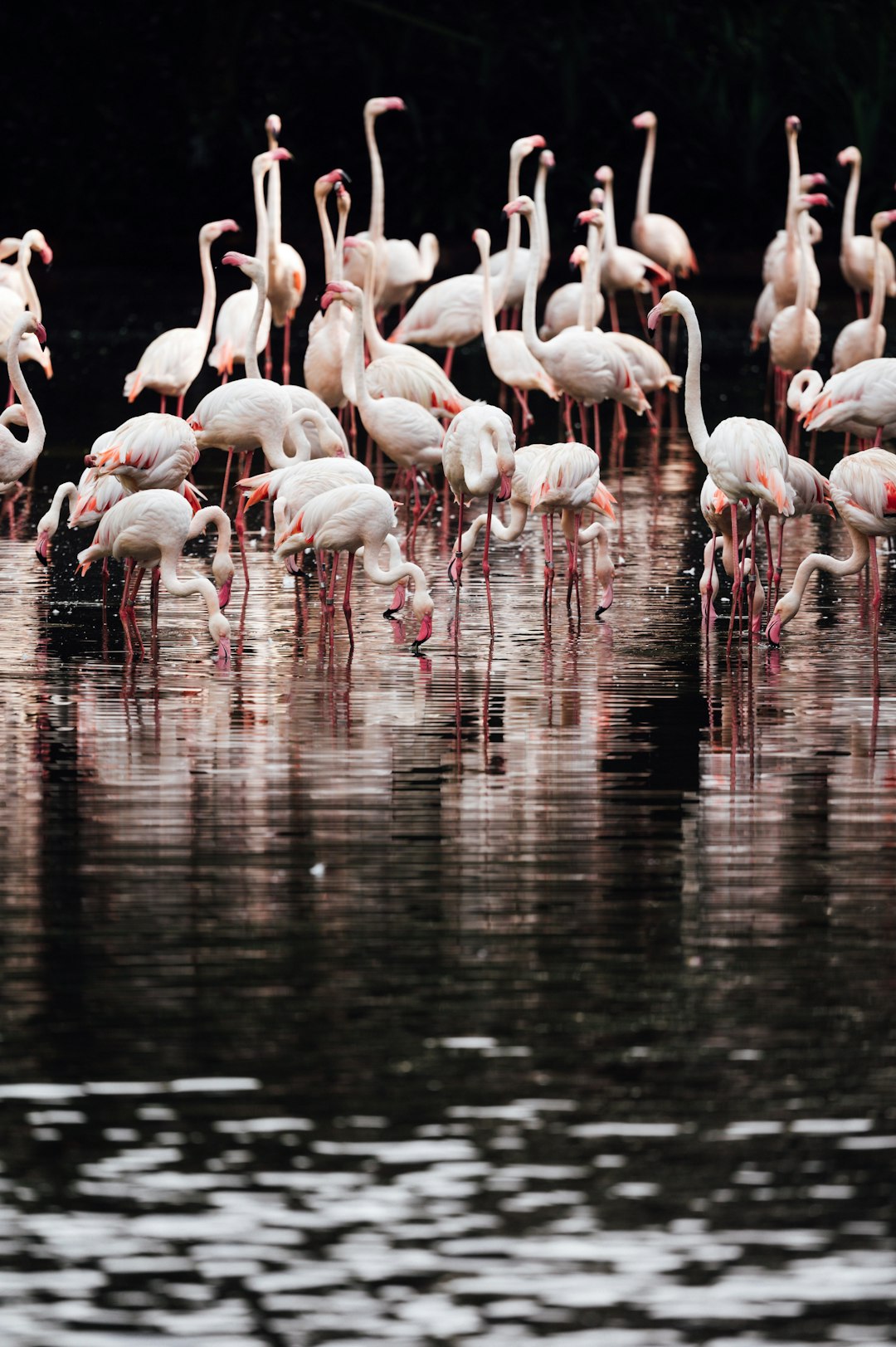 flock of flamingos on water during daytime