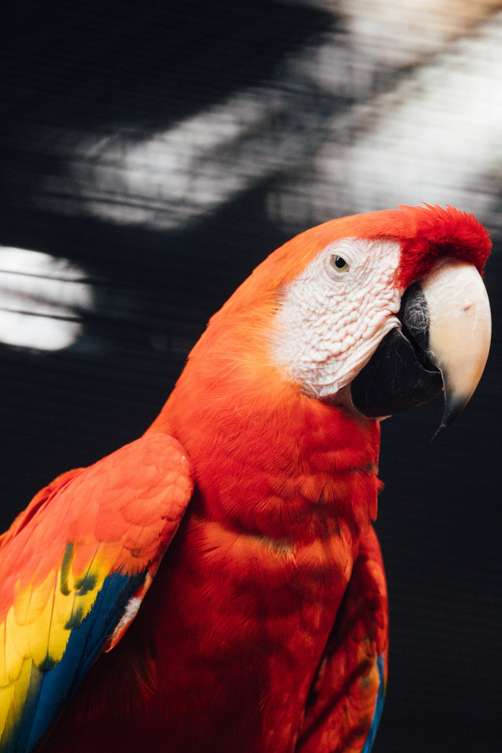 red and white parrot on brown wooden surface