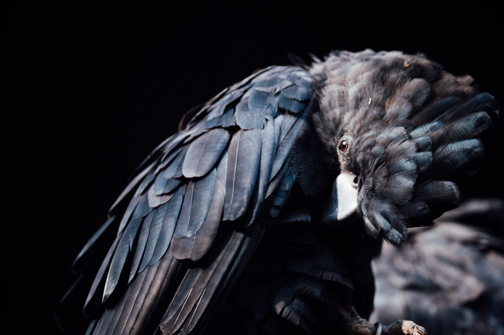 An artistic, sarcastic portrait of a parrot with a monocle and a smirk, rendered in crisp lines and dark tones.