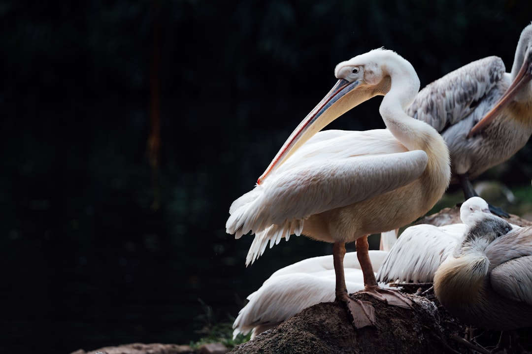 white pelican on brown rock during daytime