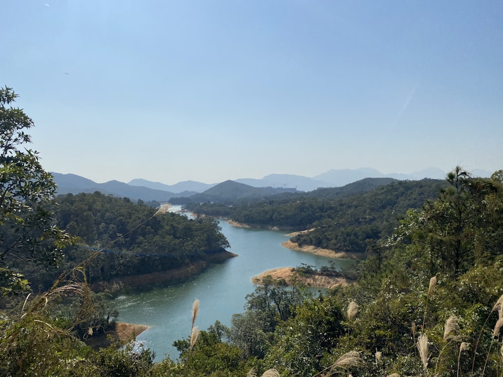 green trees near body of water during daytime