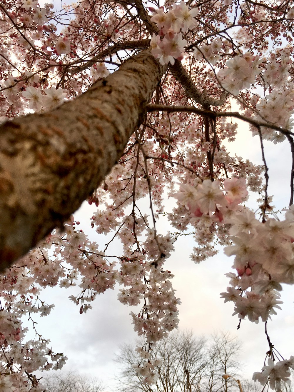 pink cherry blossom tree during daytime