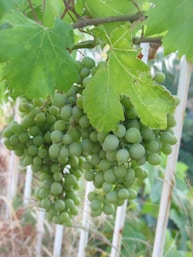 green grapes on white metal fence during daytime