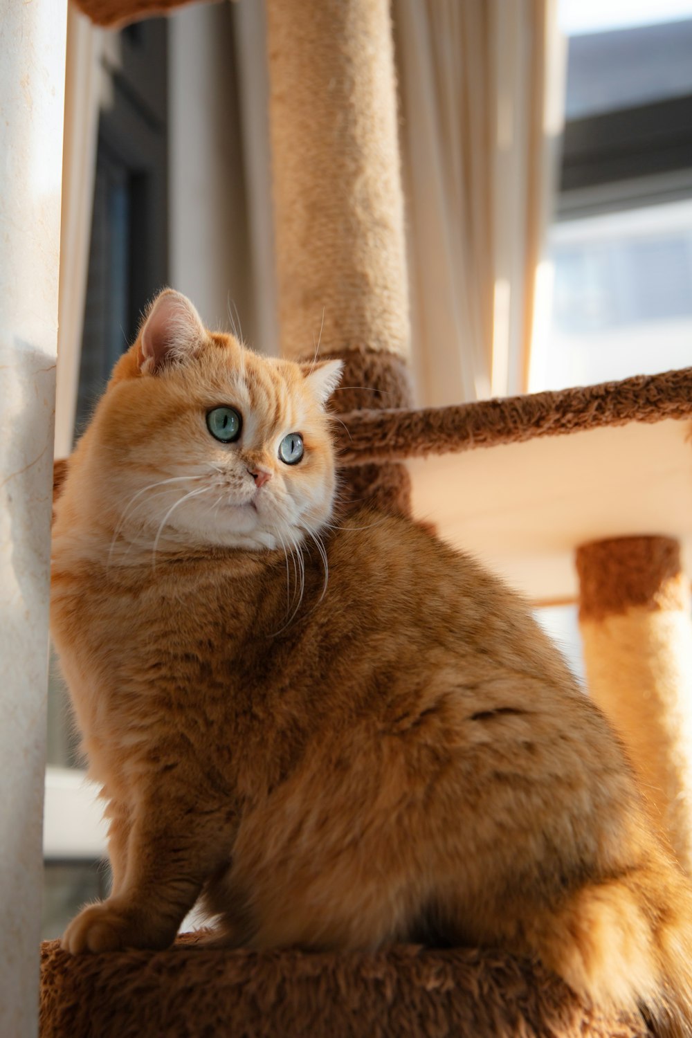 orange tabby cat on window