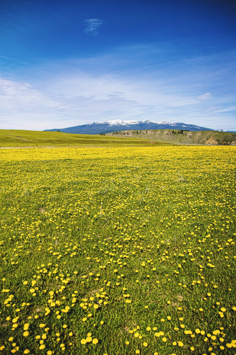 green grass field under blue sky during daytime