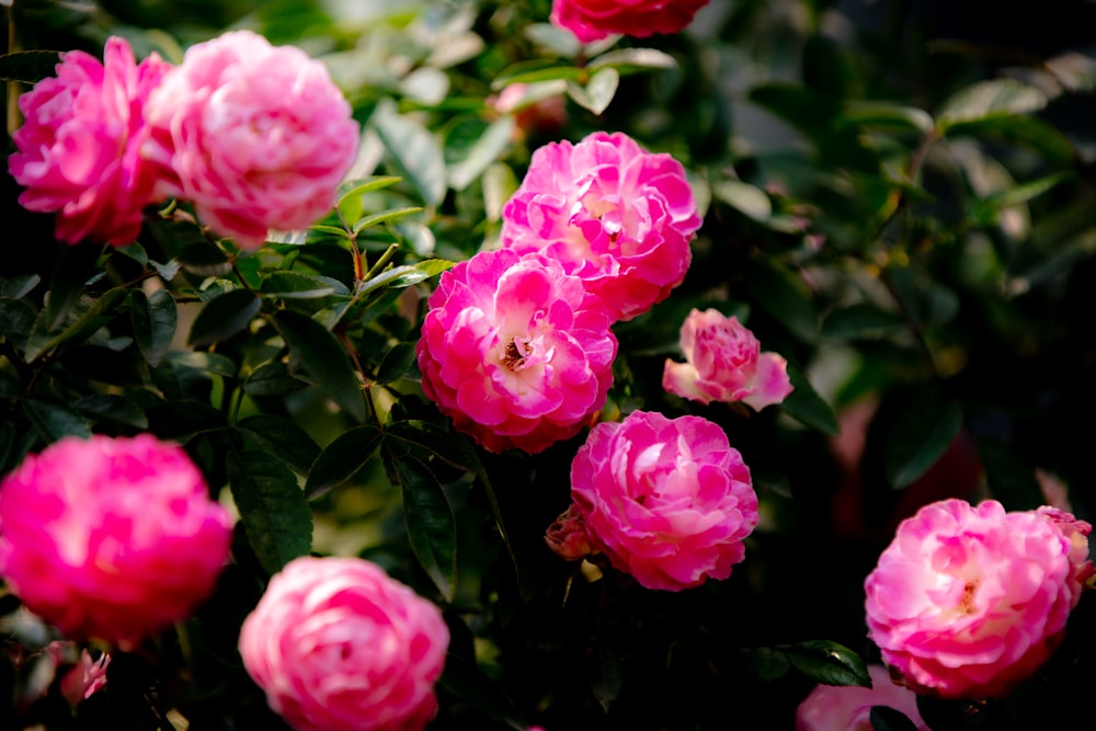 pink flowers with green leaves