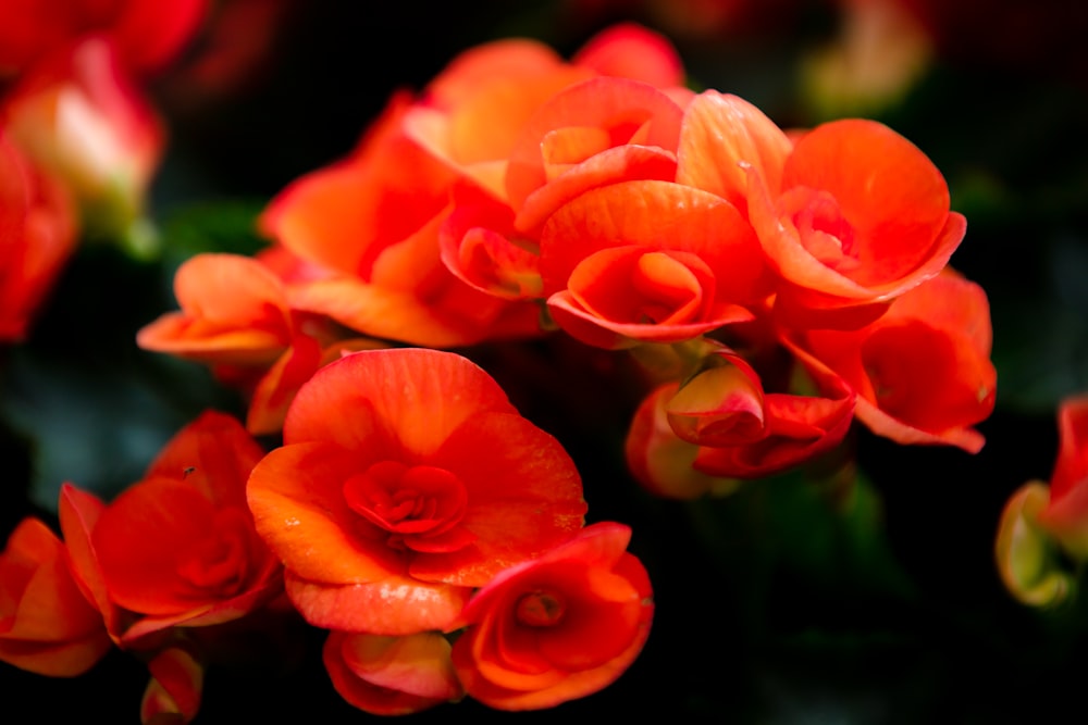 red and yellow flower in close up photography