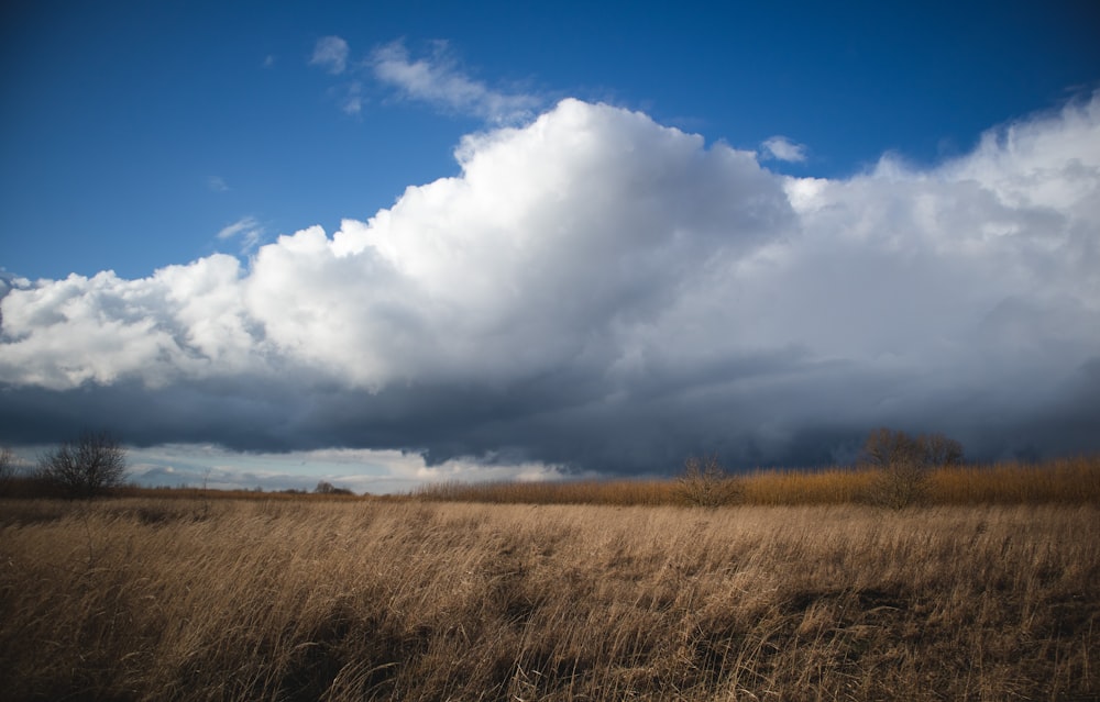 Campo de hierba marrón bajo nubes blancas y cielo azul durante el día
