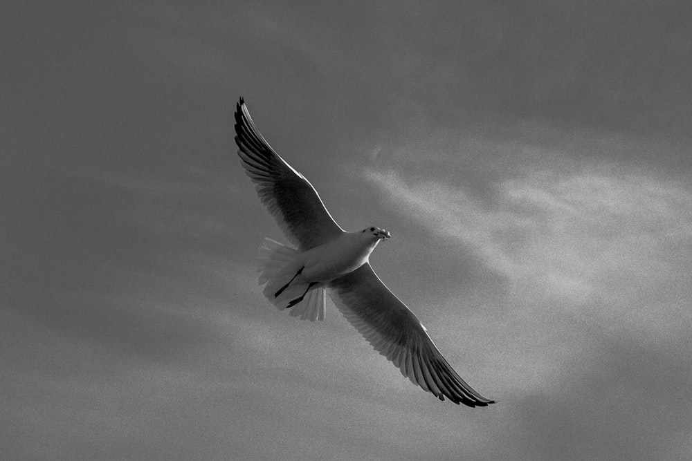 white bird flying in grayscale photography