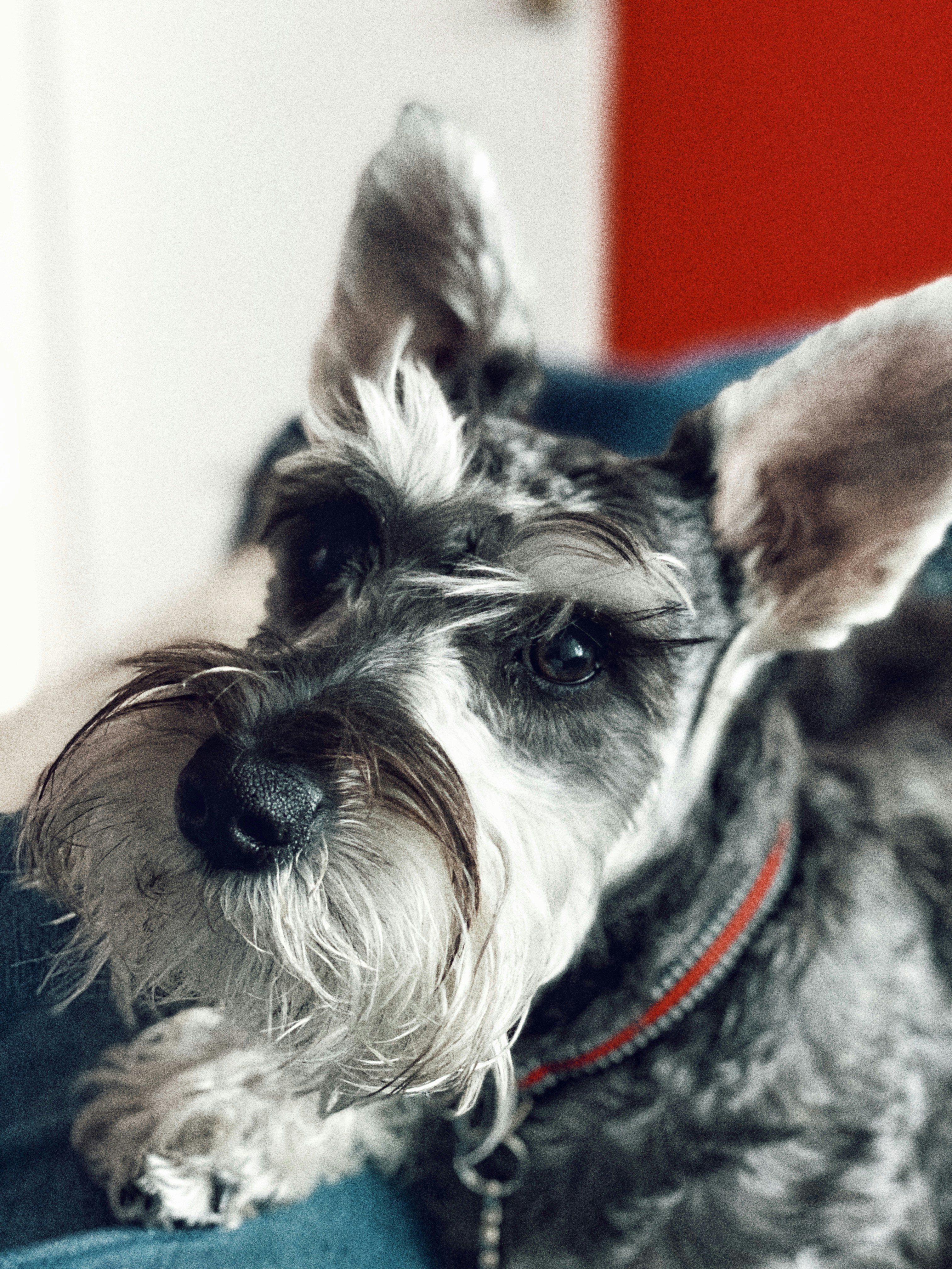 Collier en cuir doux