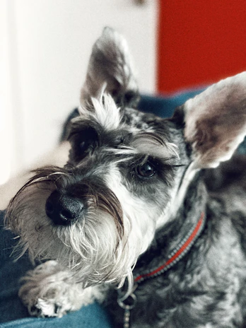 Close-up of a playful mini Yorky with a bright neon collar in a cozy home setting.