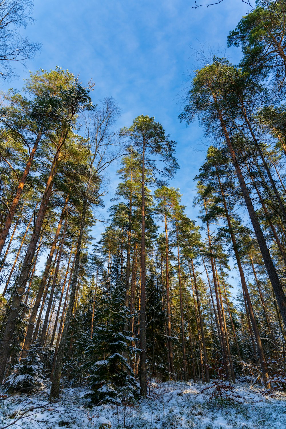 green and brown trees under blue sky during daytime