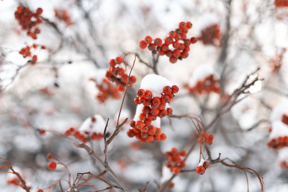 red round fruits on tree branch