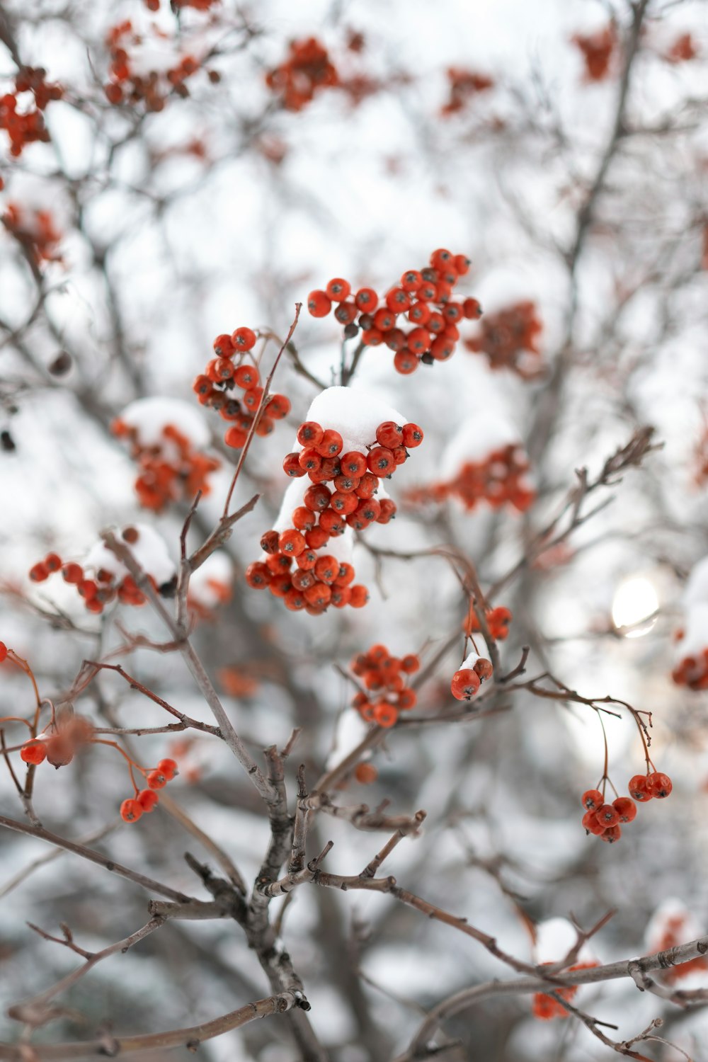 brown and white tree leaves