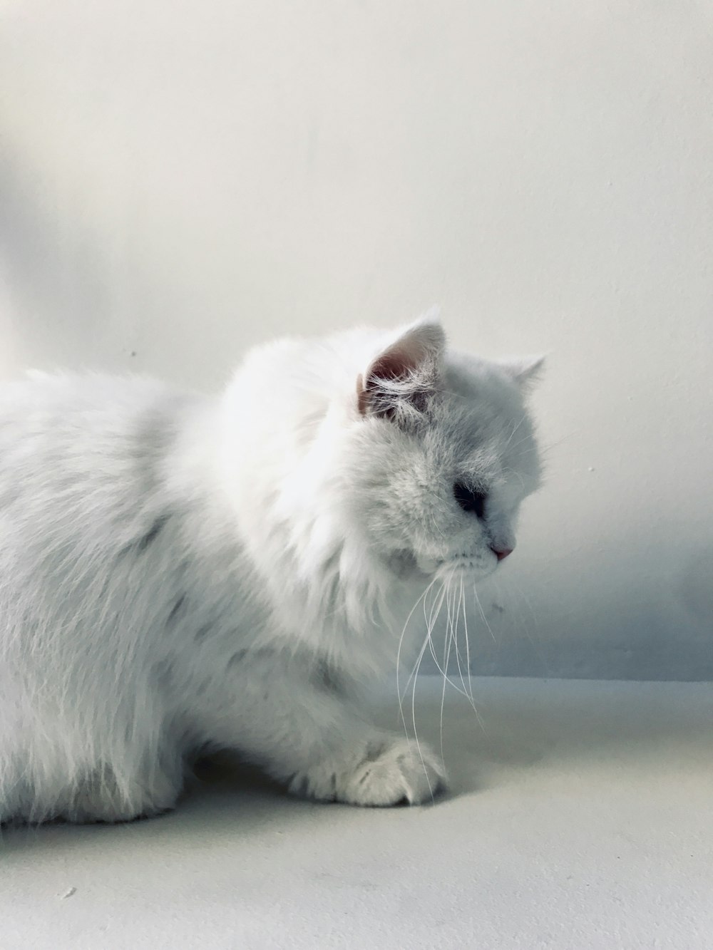 gato blanco sobre mesa blanca