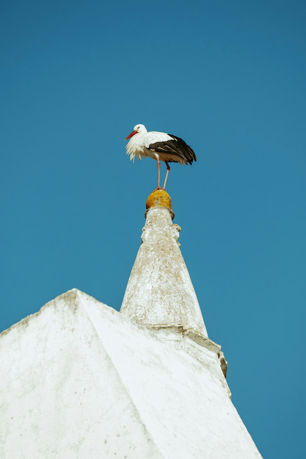 white stork perched on white concrete wall during daytime