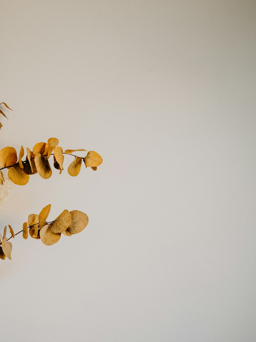 brown leaves on white surface