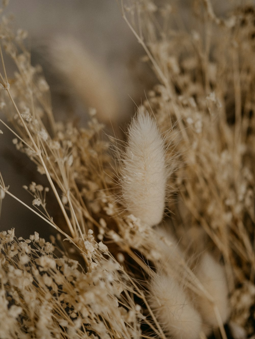 white dandelion in close up photography