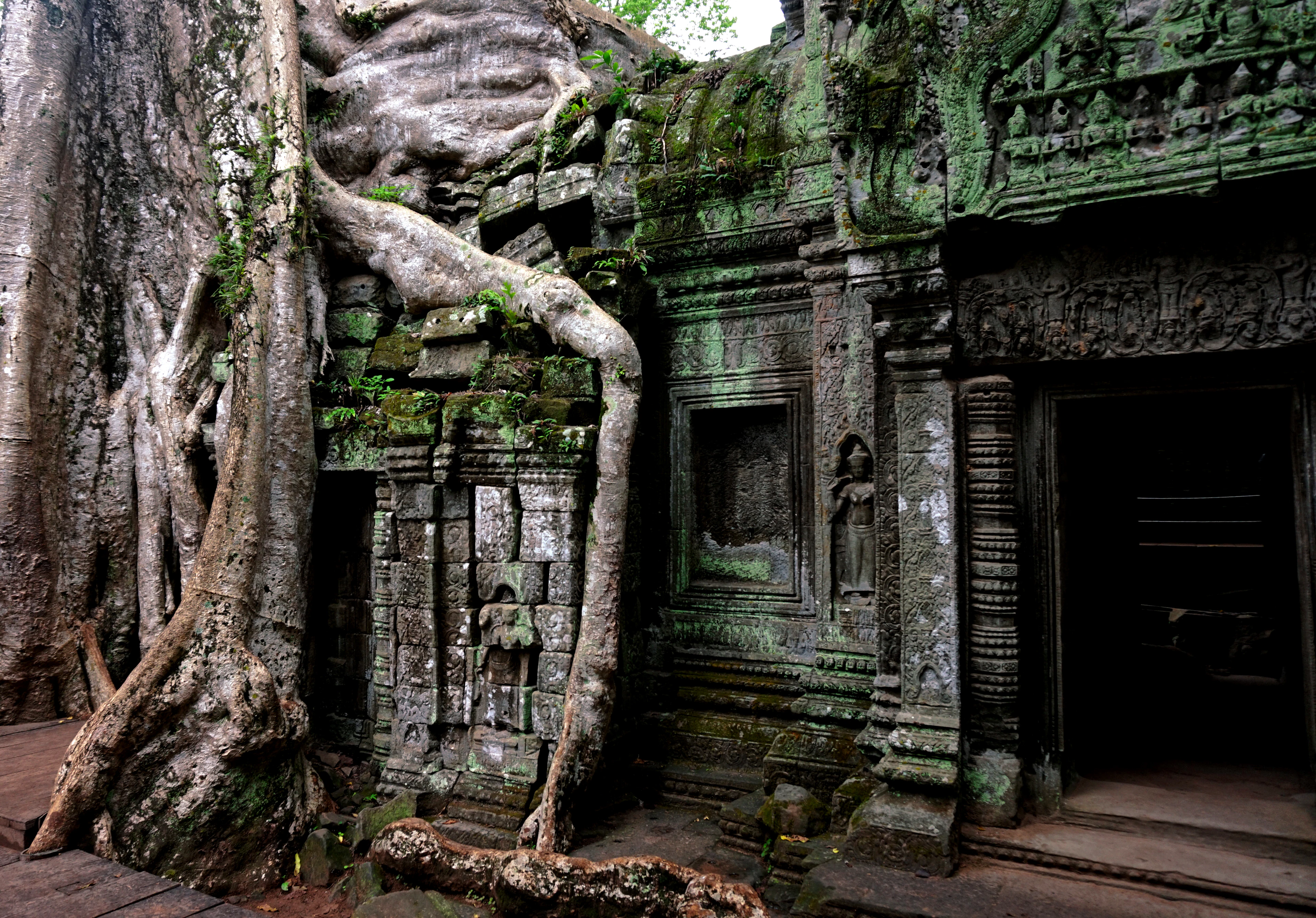 Medžio šaknys, apraizgiusios akmeninę Ta Prohm šventyklos sieną