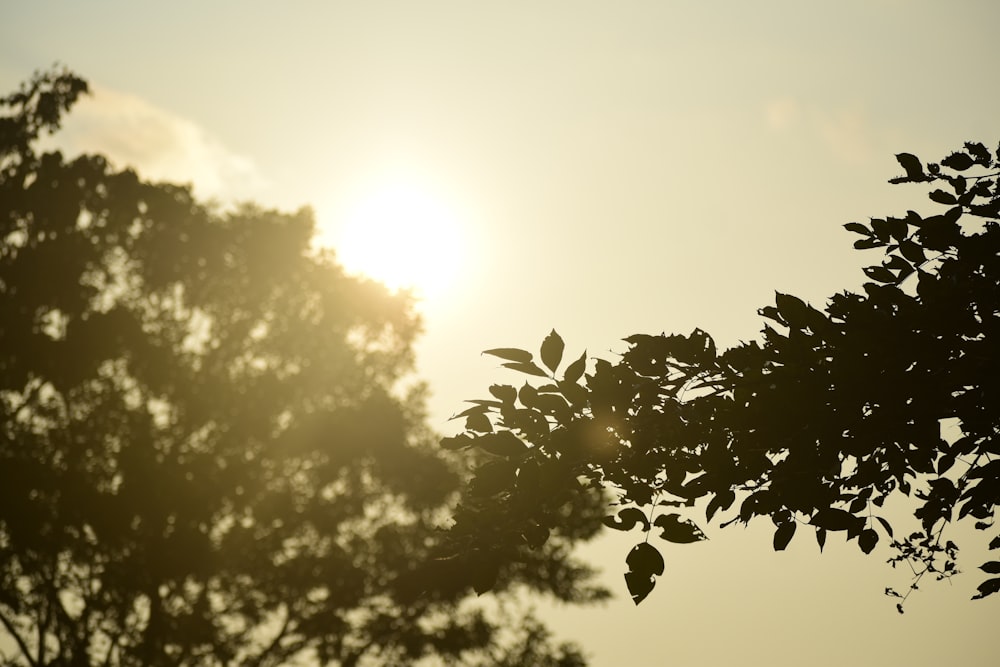 sol atrás de folhas verdes durante o dia