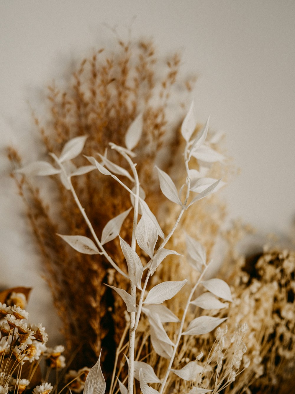 white flowers on brown soil