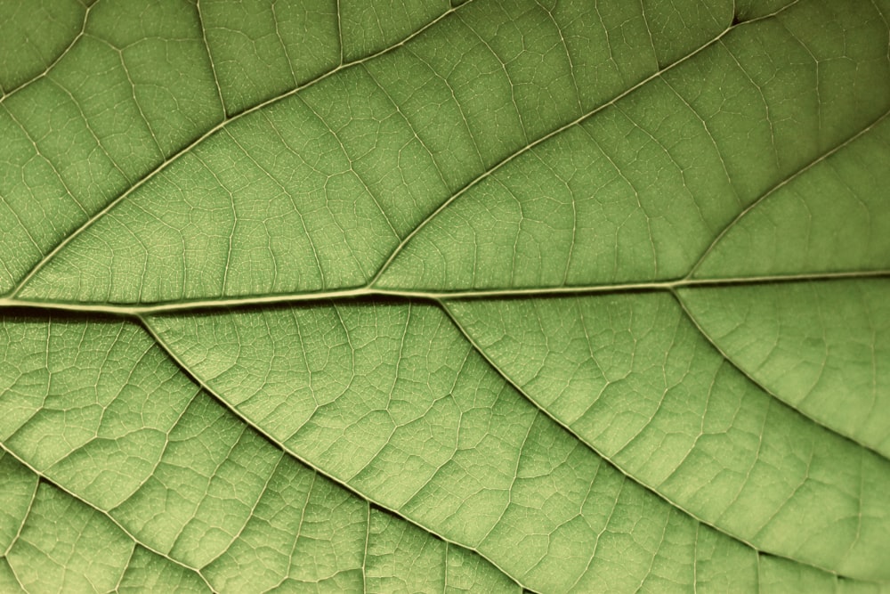 green leaf in close up photography