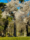 A serene park scene with blooming flowers in Atlanta.