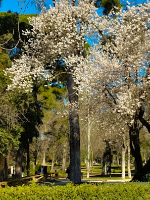 A serene park scene with blooming flowers in Atlanta.