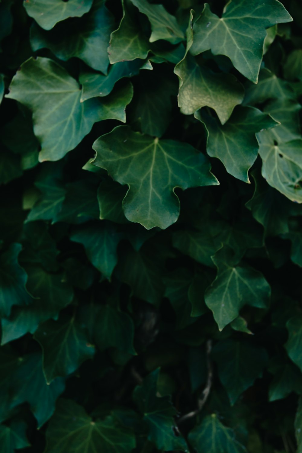 green maple leaf in close up photography