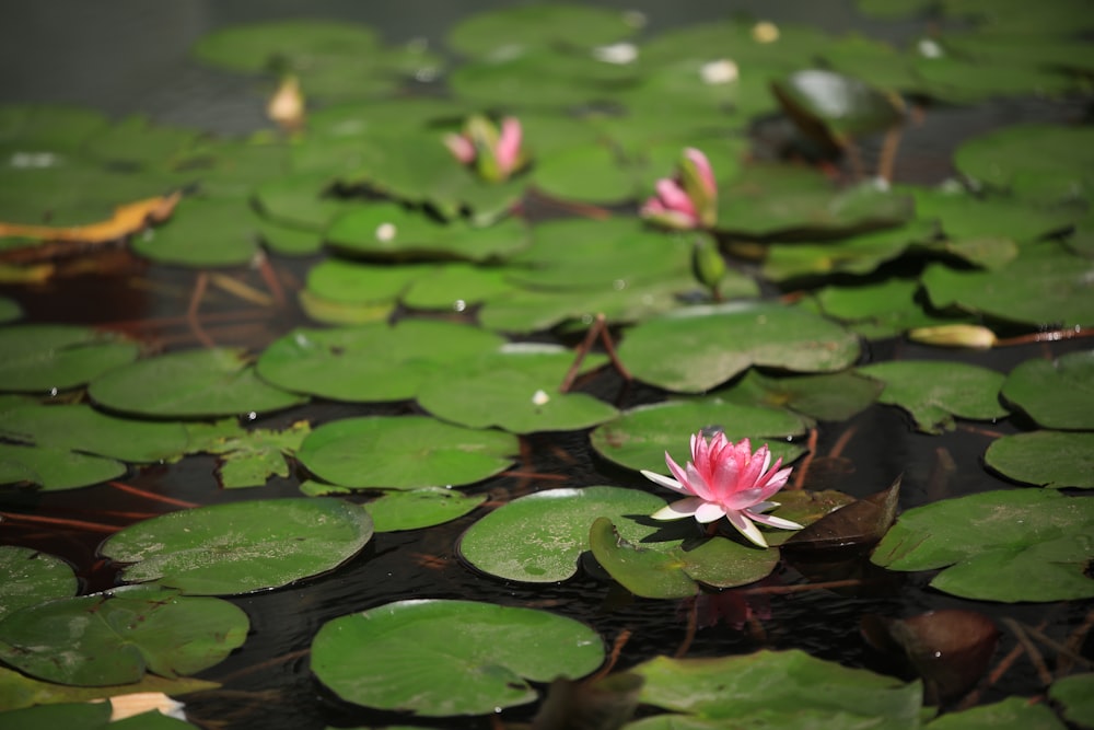 pink lotus flower on water