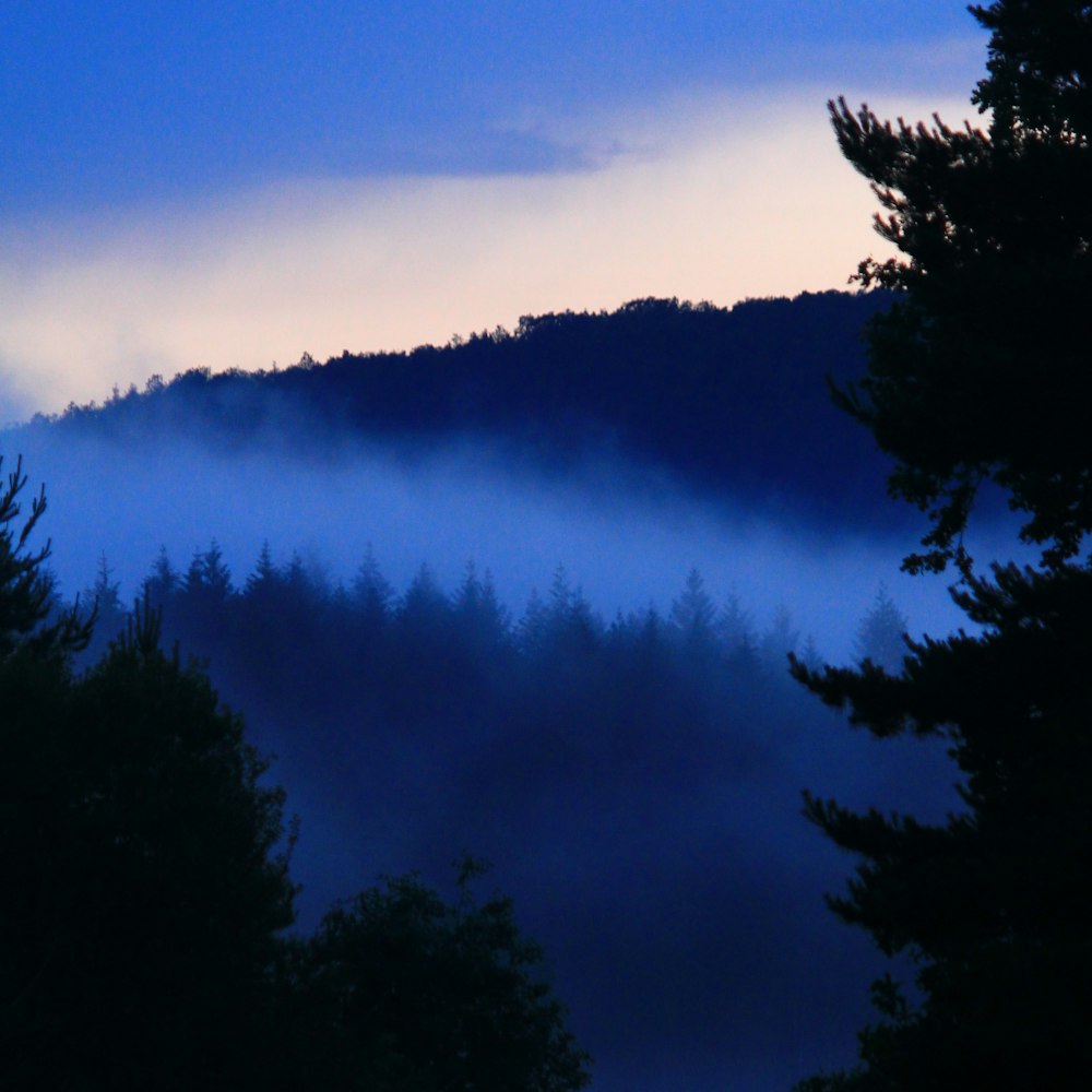 árvores verdes sob o céu azul durante o dia