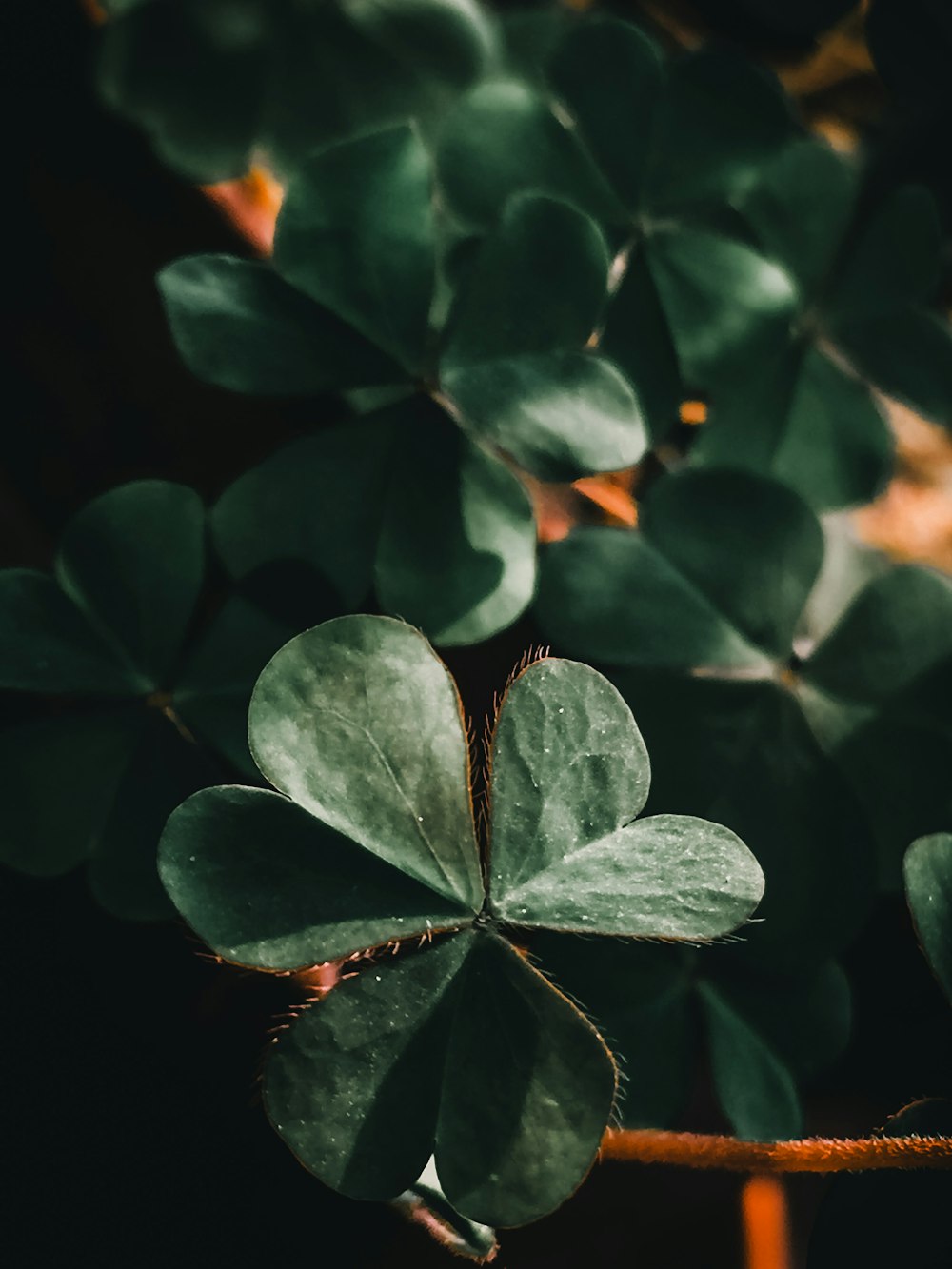 green leaves in macro lens