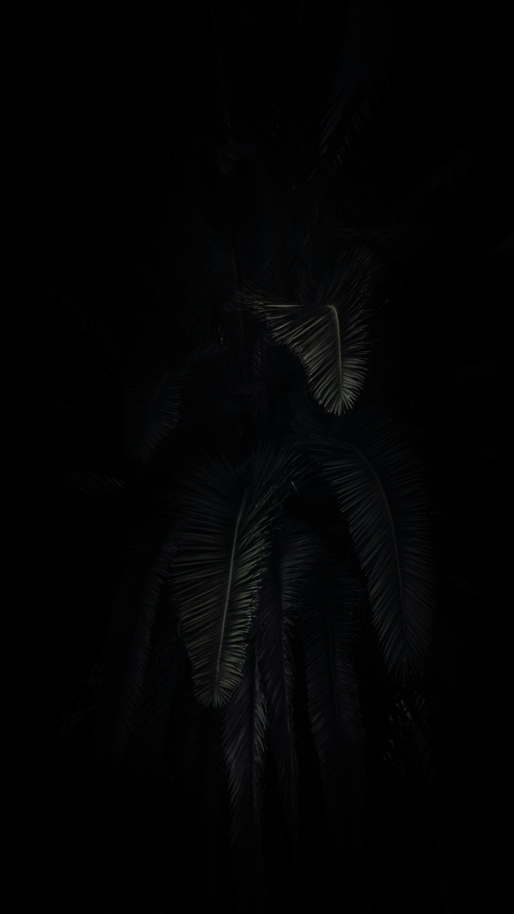 green palm tree during night time