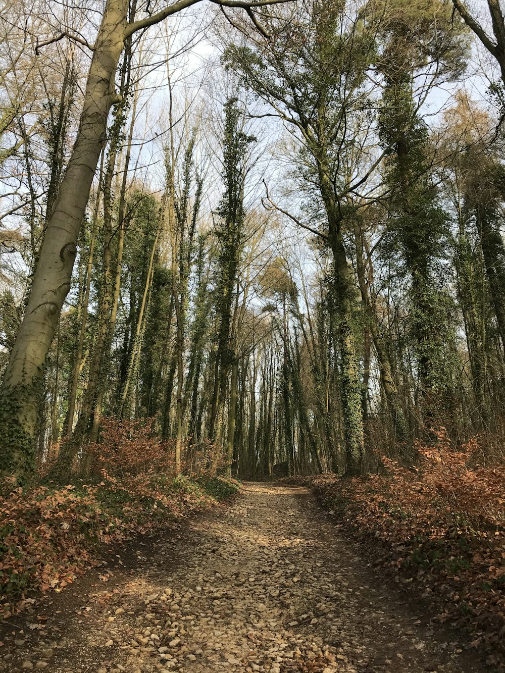 brown trees on brown soil