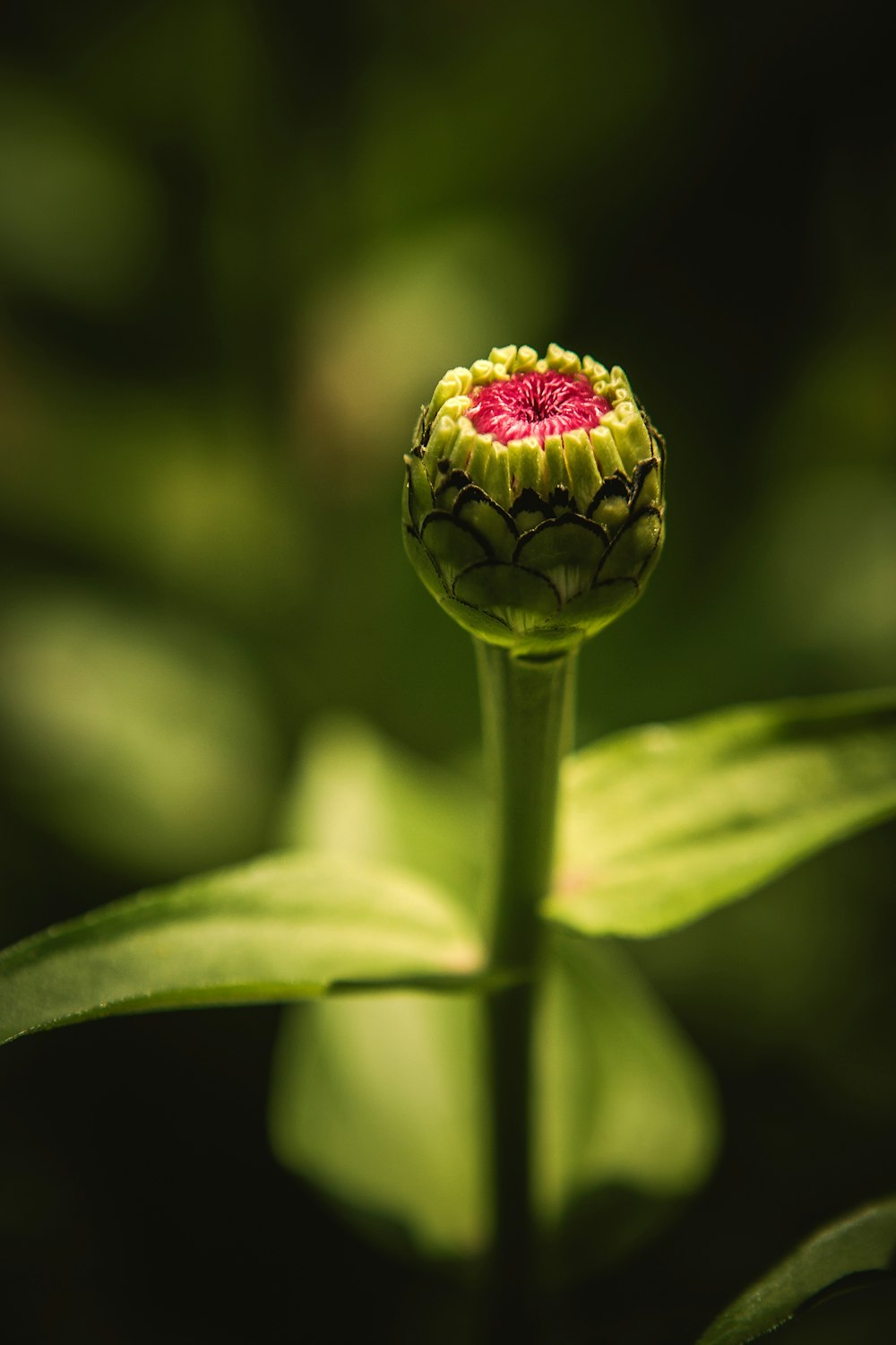 purple flower bud in close up photography