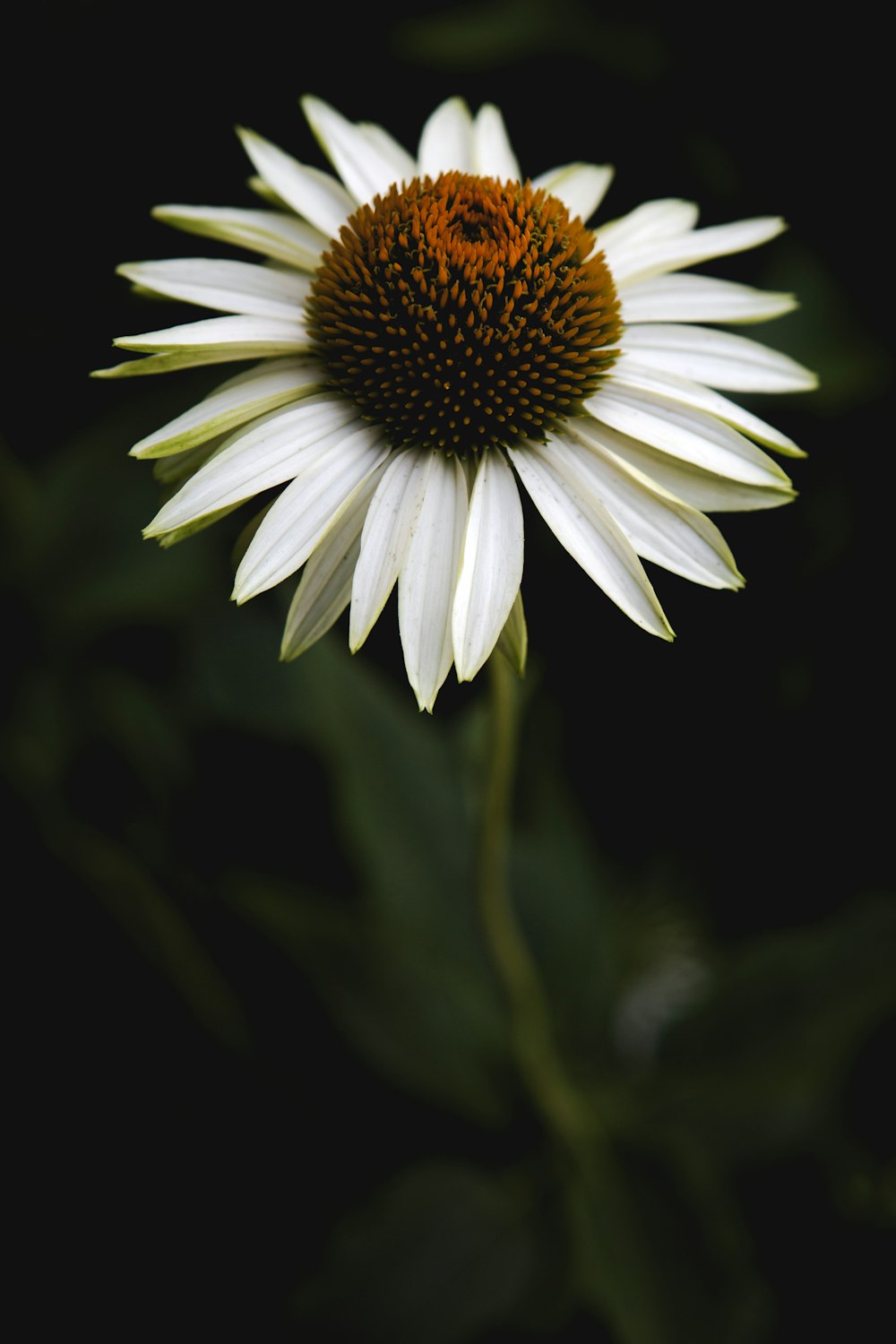 white and yellow daisy in bloom during daytime