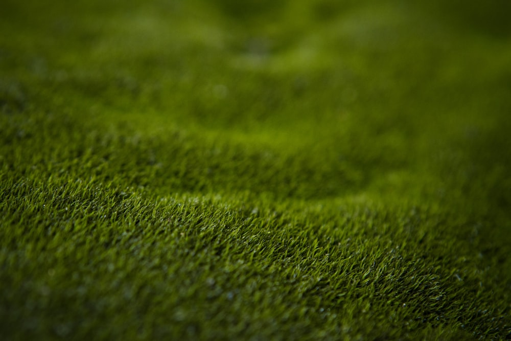 green grass in close up photography